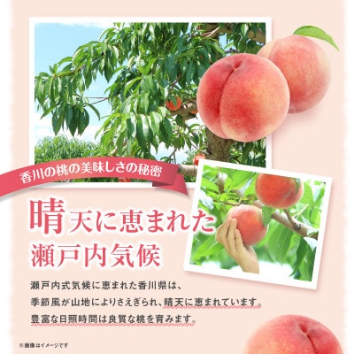 【先行受付2025年】【数量限定500セット・6月～7月発送】香川の桃(大玉) 約3.6kg