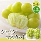 【先行受付2026年】シャインマスカット　約1.5kg