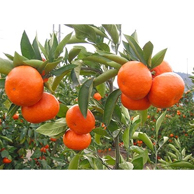 とっても貴重　ハウス小原紅早生みかん　約1.2kg