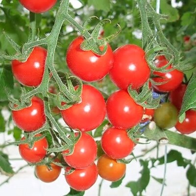 ご家庭用ミニトマト　約3kg(高松市)