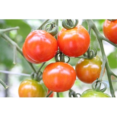 ご家庭用ミニトマト　約3kg(高松市)