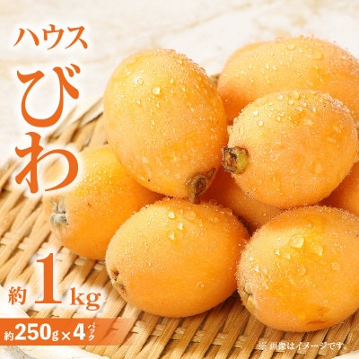【先行受付2025年】ハウスびわ　約1kg
