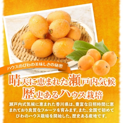 【先行受付2025年】ハウスびわ　約1kg