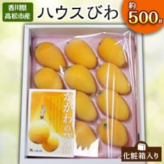 【先行受付2024年】ハウスびわ化粧箱　約500g | ふるさと納税のお礼品