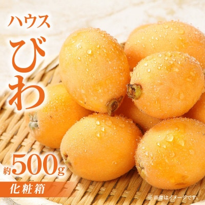 【先行受付2025年】ハウスびわ化粧箱　約500g