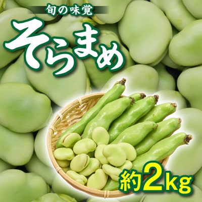 【先行受付2025年】旬の味覚　そらまめ　約2kg