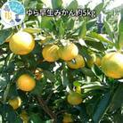 【先行受付2025年】ゆら早生みかん約5kg