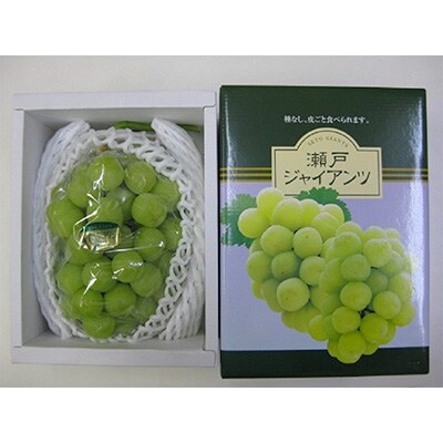 【2020年8月~9月発送】瀬戸ジャイアンツ1房化粧箱 約700g