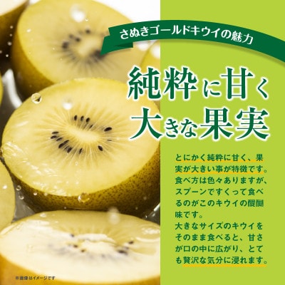 【先行受付2025年】さぬきゴールドキウイ　約3kg