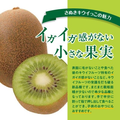 【先行受付2025年】さぬきキウイっこ　約5kg