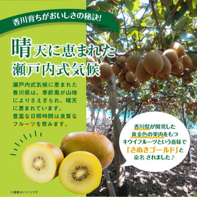ご家庭用さぬきゴールドキウイ　約1kg