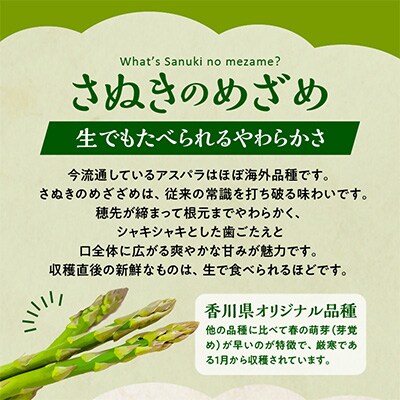 【先行受付2025年】【6～7月発送】さぬきのめざめセミロング30cm(Mサイズ)　約1.5kg