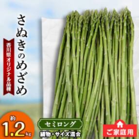 【先行受付2023年】ご家庭用 さぬきのめざめセミロング(細物・サイズ混合) 約1.2kg