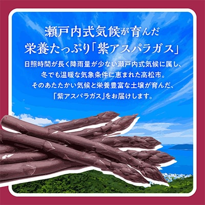 【先行受付2025年】貴重で甘みが強い!　紫アスパラガス(Lサイズ以上)　約1.3kg