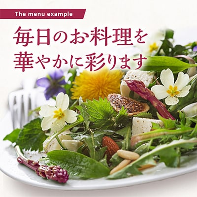 【先行受付2025年】貴重で甘みが強い!　紫アスパラガス(Lサイズ以上)　約1.3kg