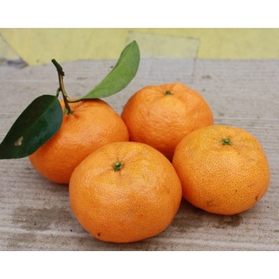 待望の新品種みかん　西南のひかり　ご家庭用　約3kg