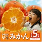 【先行受付】ご家庭用小原紅早生みかん(サイズおまかせ)約5kg【2025年11月～2026年1月】