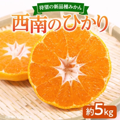 【2024年12月発送】待望の新品種みかん　西南のひかり　約5kg