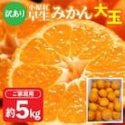 【先行受付2025年】感謝企画　ご家庭用小原紅早生みかん(大玉)　約5kg