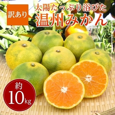 【2024年訳あり】太陽たっぷり浴びた瀬戸内温州みかん　ご家庭用　約10kg【10月～1月発送】