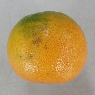 【2024年訳あり】太陽たっぷり浴びた瀬戸内温州みかん　ご家庭用　約10kg【10月～1月発送】