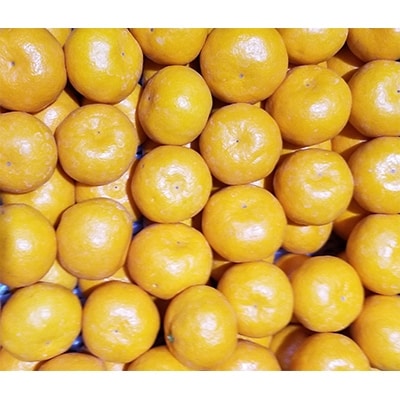 【2024年訳あり】瀬戸内温州みかん ご家庭用約4.5kg+傷み補てん分500g【10月～1月発送】