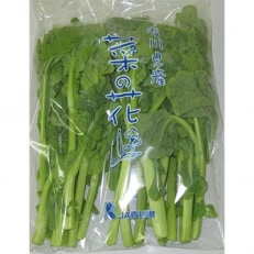 【先行受付2023年】旬の野菜 菜の花(袋入り) 約2kg