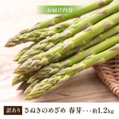 【先行受付2026年】【2026年3～5月発送】訳ありさぬきのめざめ春芽　約1.2kg