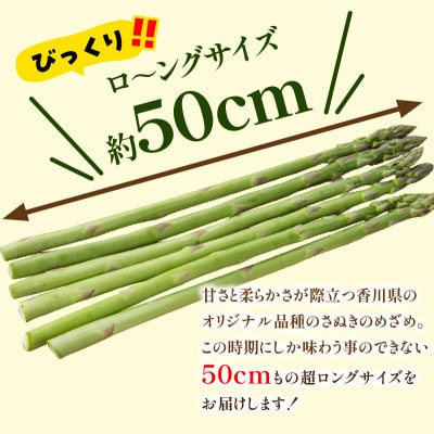 【先行受付2026年】びっくりロ～ングサイズ　さぬきのめざめロング約50cm　約2kg