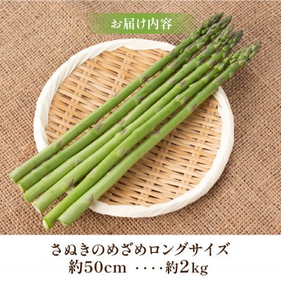 【先行受付2026年】びっくりロ～ングサイズ　さぬきのめざめロング約50cm　約2kg