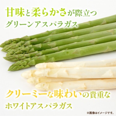 【先行受付2025年】グリーン(約500g)・ホワイト(約300g)アスパラガス食べ比べセット