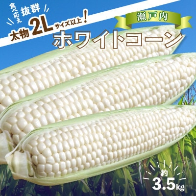 太物2Lサイズ以上!瀬戸内ホワイトコーン　約3.5kg【6月上旬～7月上旬】