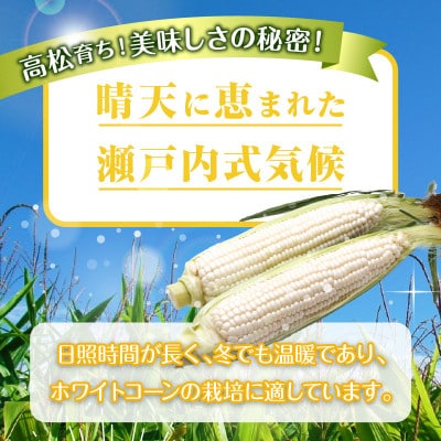 太物2Lサイズ以上!瀬戸内ホワイトコーン　約3.5kg【6月上旬～7月上旬】