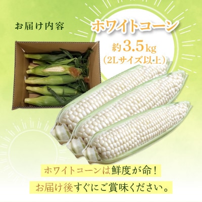 太物2Lサイズ以上!瀬戸内ホワイトコーン　約3.5kg【6月上旬～7月上旬】
