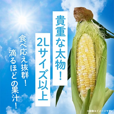 【先行受付2025年】食べ応え抜群　太物2Lサイズ以上!ドルチェドリーム　約3.5kg