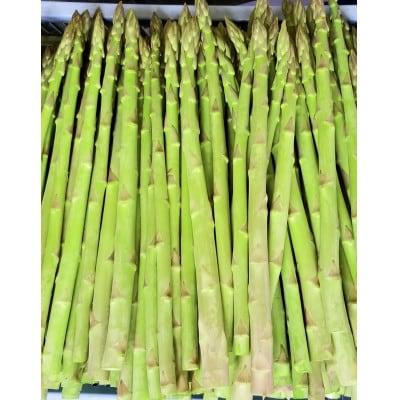 【先行受付2026年】2～5月発送　生産量ごくわずか　超極太3Lサイズ以上　アスパラガス　約800g