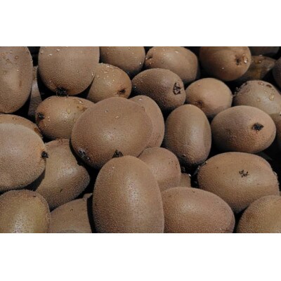 《新品種デビュー!》【数量限定!】さぬきエメラルド　約1kg