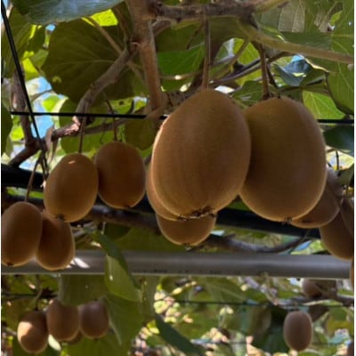 《新品種デビュー!》【数量限定!】さぬきエメラルド(貴重な大玉サイズ)　約800g