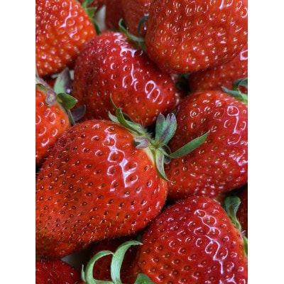 【食べきりサイズ】さぬきひめいちごDXパック　約500g