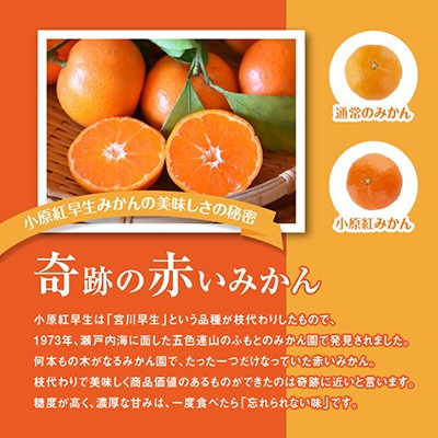 【さとふる限定】ご家庭用小原紅早生みかん(小粒サイズ)　約5kg【2026年11月から順次発送】