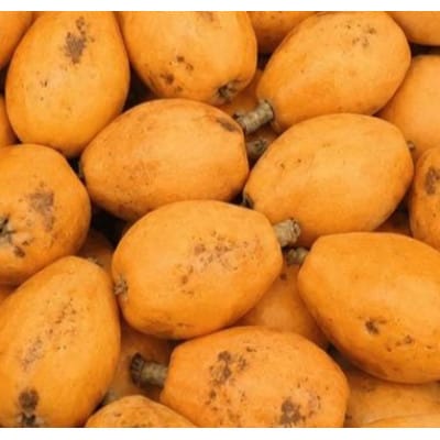 【先行受付2027年】初夏の味覚　ご家庭用びわ　約1.9kg