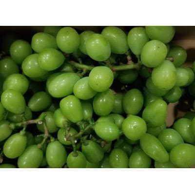 加工品作りに最適!!　加工用ぶどう　約2kg