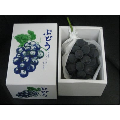 【発送月固定定期便】【ALL化粧箱】高松市自慢のぶどう【E】全3回