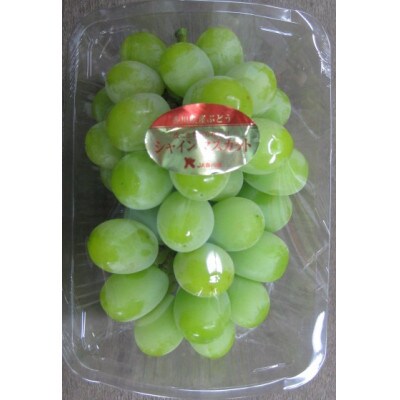 【発送月固定定期便】高松市自慢のぶどう【I】全2回