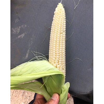 年6月発送開始 定期便 野菜 果物 花 米の12ヵ月定期便全12回 お礼品詳細 ふるさと納税なら さとふる 年6月発送開始 定期便 野菜 果物 花 米の12ヵ月定期便全12回 お礼品詳細 ふるさと納税なら さとふる