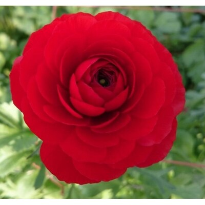 21年2月発送開始 オリジナル品種ラナンキュラス 人気の2色 定期便全2回 お礼品詳細 ふるさと納税なら さとふる