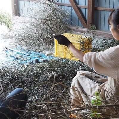 【受注生産】　瀬戸内がたくさん詰まった、大容量オリーブ染め帆布トートバッグ