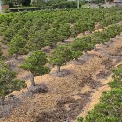 鬼無植木盆栽センター】盆栽の郷・鬼無より あなたに…!_五葉松K