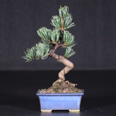 【鬼無植木盆栽センター】盆栽の郷・鬼無より　あなたに…!_五葉松K-(2)