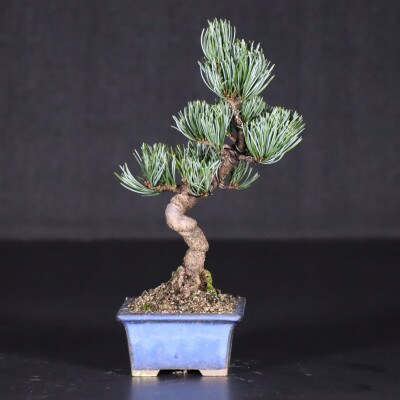 【鬼無植木盆栽センター】盆栽の郷・鬼無より　あなたに…!_五葉松K-(2)